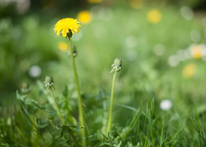 Hotel Garni Pod Skalkou 3*